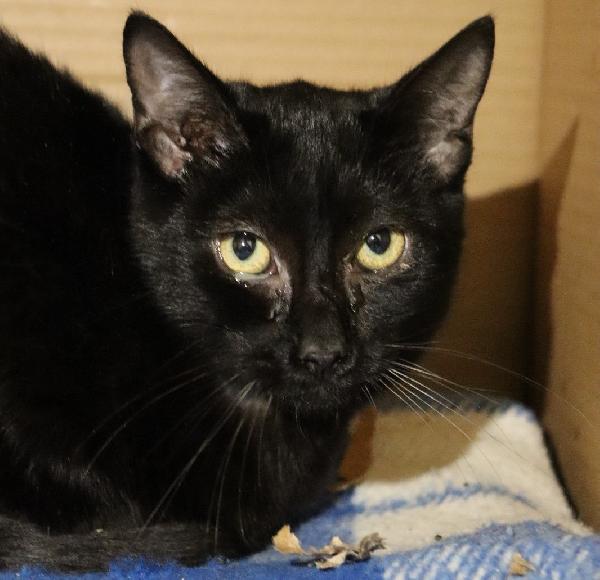 CIOCCOLATINO, micio dolcissimo (circa metà '24) Foto 3